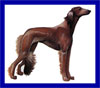 Click here for more detailed Saluki breed information and available puppies, studs dogs, clubs and forums
